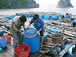 Thêm kỳ vọng phục hồi kinh tế